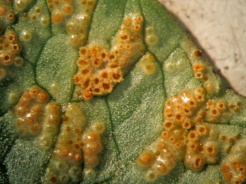 Uromyces dactylidis sur Ranunculus ficaria